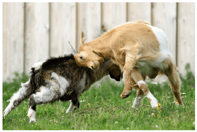 Goats wrestling