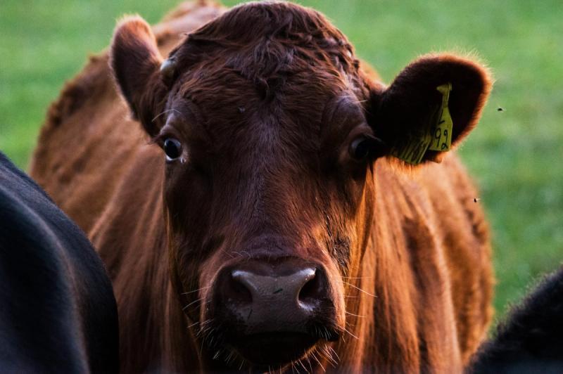 nature play, nature education, nature, kids, cows, children