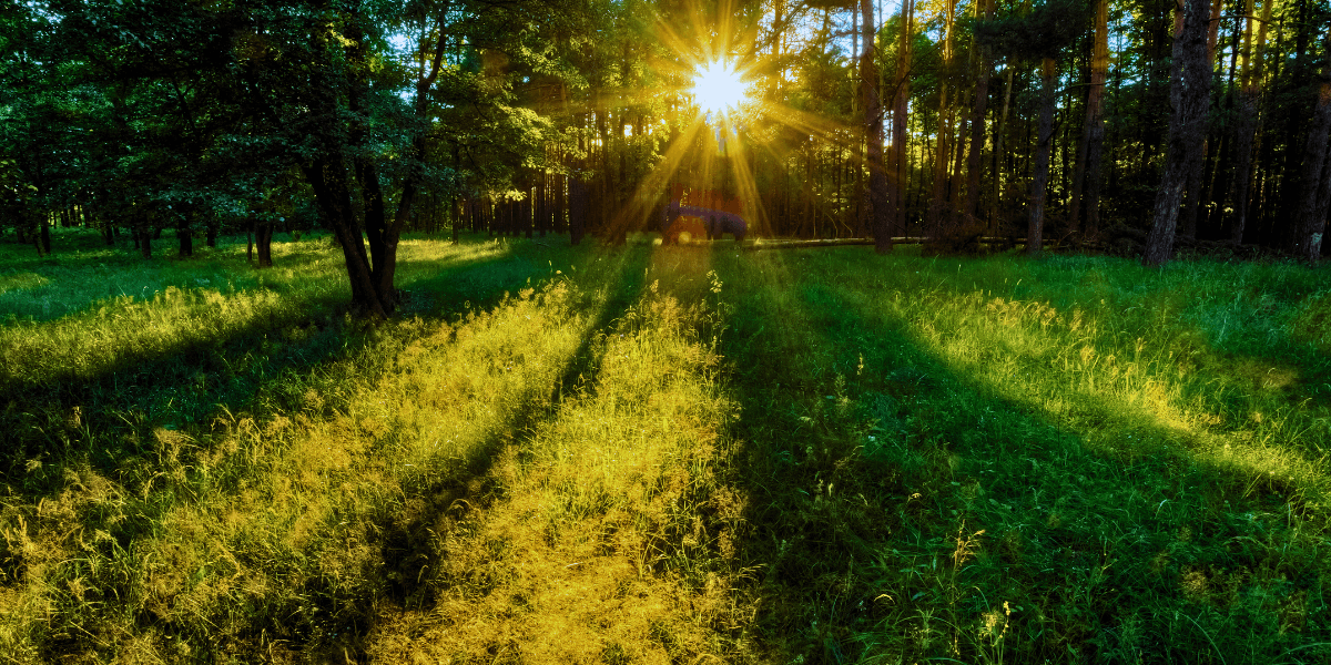 Cover Image for Use Natural light as medicine